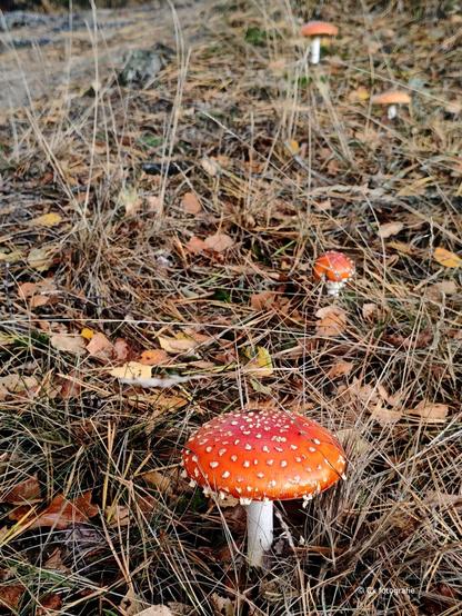 Vliegenzwammen staan op een rij in het hoge dorre gras bedekt met wat vallende bladeren.