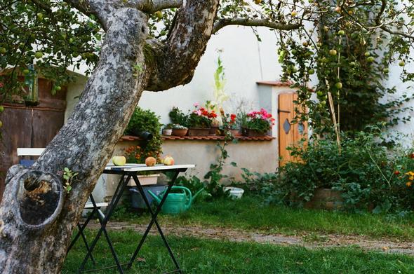 A photograph of a quiet monastery garden in Český Krumlov, Czech Republic. In the foreground, an old apple tree with rough bark stretches diagonally across the image, its branches heavy with green apples. Beneath the tree, a small folding table with a few freshly picked apples sits on the grass. Behind the tree, a wall of the monastery can be seen, decorated with flower pots filled with colorful red and pink blossoms. A small wooden door with a diamond-shaped window adds to the rustic charm. Around the edges of the garden, plants and greenery grow freely, giving the impression of a natural, lived-in space. The scene conveys peace, shade, and timeless simplicity — a hidden retreat within the busy medieval town.
