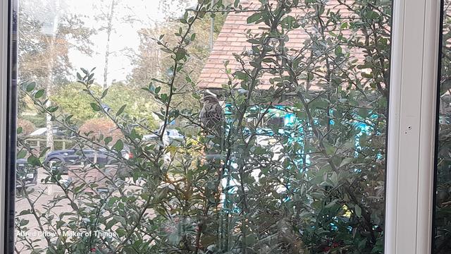 Seen through the window adjacent to our cafe table, a sparrow perched on a shrub up against the glass.