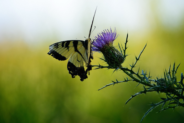 Pale morning sunshine illuminates the sky and foliage behind a worse-for-wear yellow and black Eastern Tiger Swallow on the long, thin purple petals of a Field Thistle bloom.