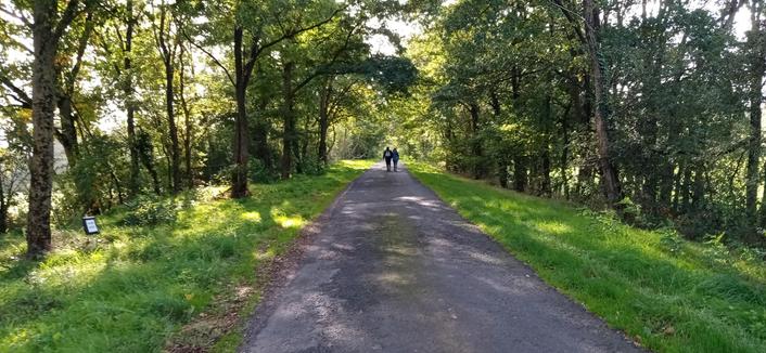 Une petite route goudronnée passe entre des arbres