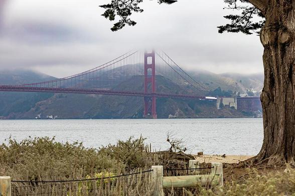 A misty view of the Golden Gate Bridge, partially shrouded in fog, seen from a natural setting on the San Francisco Bay.
