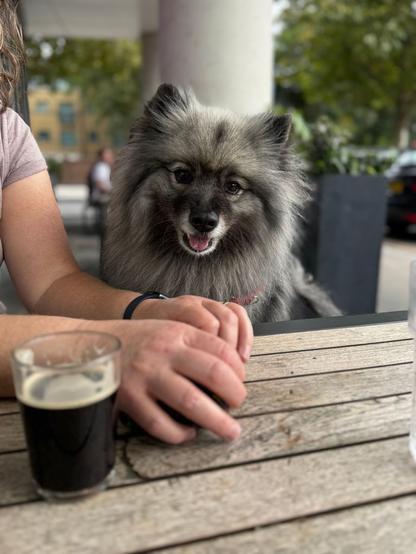 Very fluffy dog looking intently at a treat on a table next to a small glass of stout