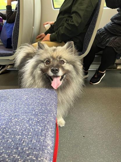 Very fluffy dot looking excitedly at the camera while on a train