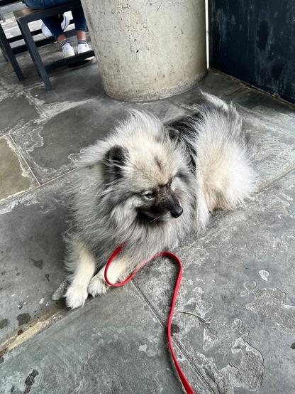 Calm fluffy dot laying on a paved floor looking out of the frame