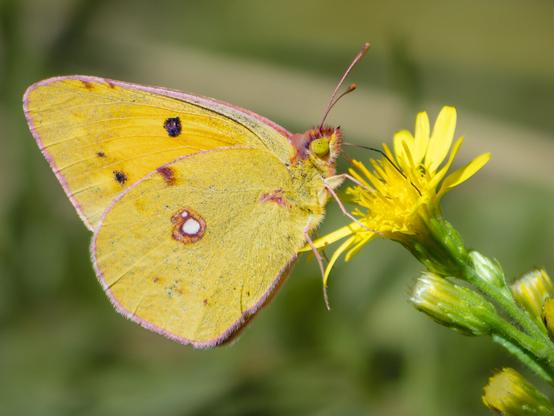 𝗣𝗶𝗰𝘁𝘂𝗿𝗲 𝗗𝗲𝘀𝗰𝗿𝗶𝗽𝘁𝗶𝗼𝗻 (𝗘𝗻𝗴): A butterfly of the genus Colias, also known as the Sulphur Butterfly or Clouded Yellows Butterfly. The insect is perched and sipping from a wildflower, also yellow, that resembles an Asteraceae, perhaps a Dittrichia or  false yellowhead.

𝗗𝗲𝘀𝗰𝗿𝗶𝗽𝗰𝗶𝗼́𝗻 (𝗘𝘀𝗽): Mariposa del género Colias, también llamada Mariposa Azufrada o Amarilla. El insecto esta posado y libando de una flor silvestre, también amarilla, que parece una Asterácea, tal vez una Dittrichia u Olivarda.