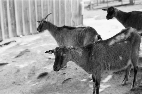 Drei Ziegen suchen im Schatten etwas Erfrischung. Gesehen im Museumsdorf Niedersulz in der Nähe von Mistelbach.