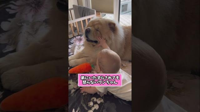 仕事で疲れた皆に贈る笑いと癒しのチャウチャウ5選ww　#チャウチャウ #笑える #癒し #犬のいる生活 #犬のいる暮らし #犬好きさんと繋がりたい #元気になる動画