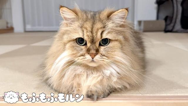 猫の顔の変化に気付きますか？ 【サイベリアン】