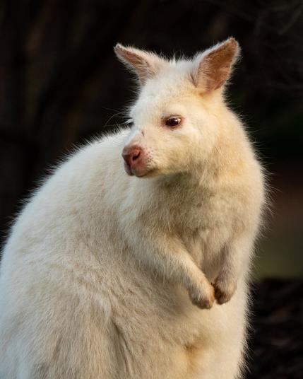 Albino wallaby