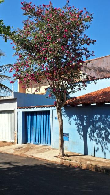 #Primavera presente na porta de casa... #mg #minasgerais