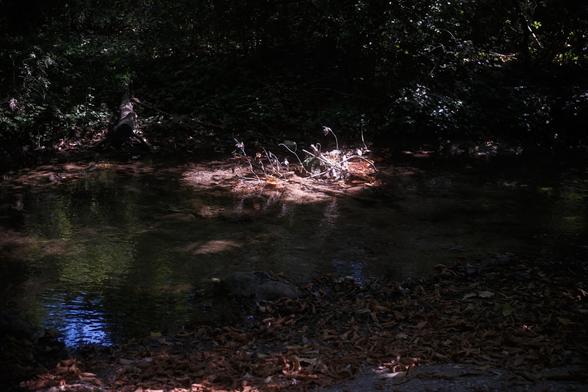 A river in the shadows of the trees all around. In the middle of it, a patch of sunlight is popping like an island on the river