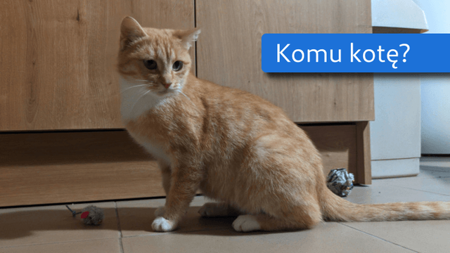 Rudo-biała kotka siedzi na podłodze obok szarej myszki-zabawki.