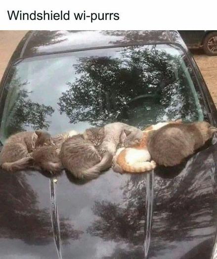 Windshield wi-purrs

Photo unknown
6 cats tightly curled along the front windshield of a dark gray car.