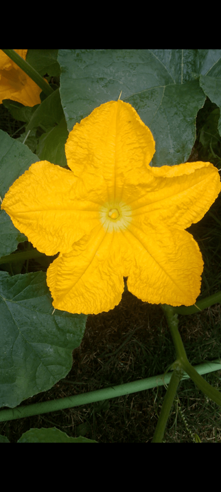 One big and vibrant yellow flower from a pumpinkplant and it recemblece the shape of a star.