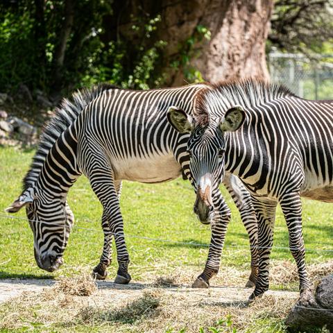 In the image, two zebras with black and white striped coats are grazing on dry grass in a natural setting. The zebras are positioned next to each other, with one slightly ahead of the other. Their manes and tails are also striped in the same pattern as their coats, creating a striking visual effect. The background shows a grassy area with trees and a fence, indicating that the zebras are in a fenced enclosure or a protected area. The dry grass suggests that the environment might be arid or during the dry season, but the zebras are still grazing.