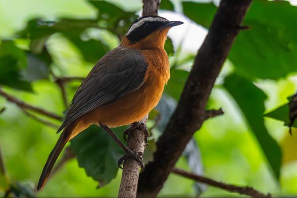 A small bird, a White-browed Robin-Chat, perched upright on a dark branch. It has a bright orange-rufous chest and belly, a solid grey back and wings, and a black face mask contrasted by a thick white stripe above the eye (supercilium). The background is blurred green foliage.