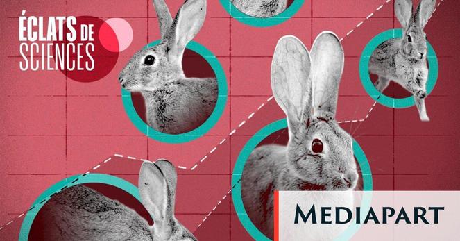 vignette de l'article représentant des lapins.