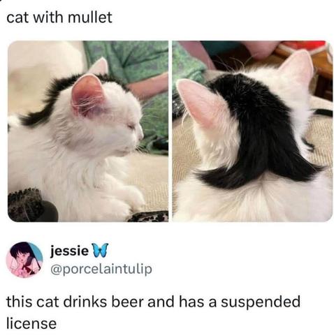 Picture of a white cat with a black stripe that looks like a mullet. Caption underneath says, "this cat drinks beer and has a suspended license".