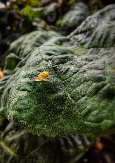 a very little snail on a tree leaf