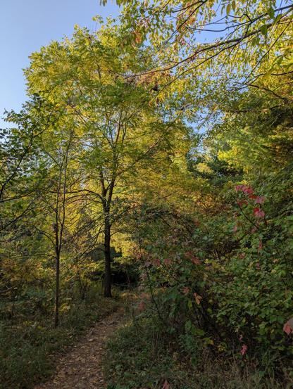 A forest trail curving out of sight to the right. A deciduous tree, straight ahead, whose green leaves are turning slightly yellow is backlit by the morning sun.