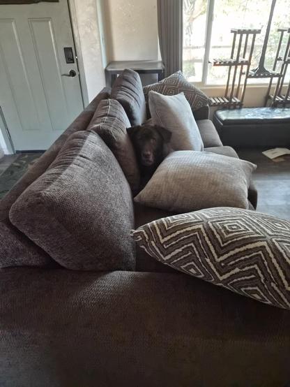 Kerby, Sean’s friendly chocolate lab, looks at the camera while relaxing in a cozy fortress of pillows on a couch.