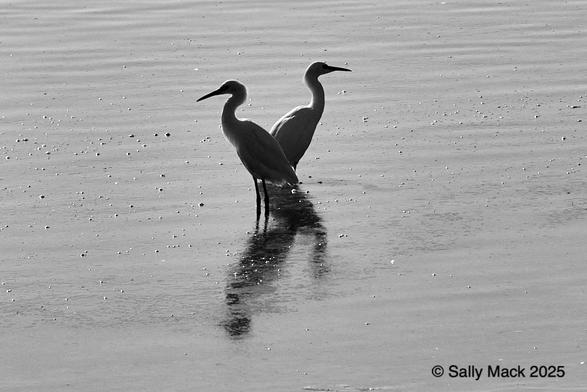 Black-and-white photo showing two egrets, one slightly behind the other, both in profile facing opposite directions. Their bodies are mostly in shadow. Imperfect reflections can be seen in slightly moving water. Background is water with small, smooth ripples.