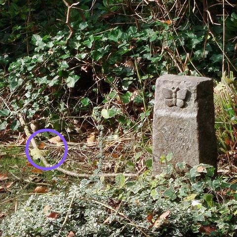 Tiny wren sitting next to the grave of 'Sofie'. (Ostfriedhof Dortmund)