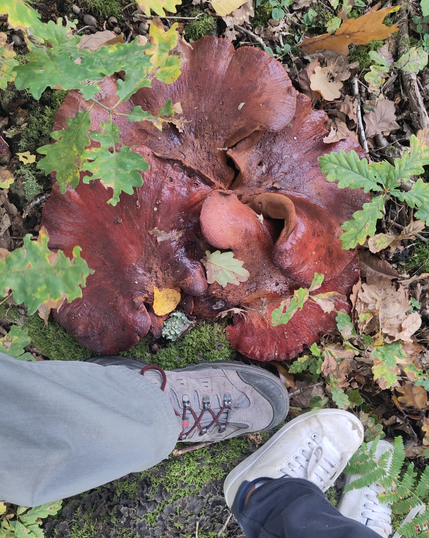 un énorme champignon marron, vu de haut, avec un grand pied et un pied. Le diamètre total du champignon est d'environ deux chaussures. Il est marron, couleur cuir, entouré de mousse et de petits chênes.