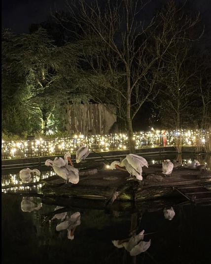 Im nachtdunklen Zoo von Münster sieht man etliche weiße Pelikane auf einer kleinen Insel. Dahinter leuchtet am Ufer ein ganzes Meer aus weißen Lichtern.