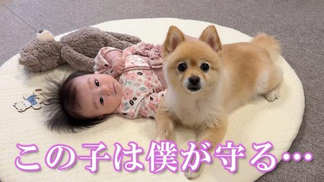 赤ちゃんへの愛が強過ぎるポメラニアンがこうなりました…笑