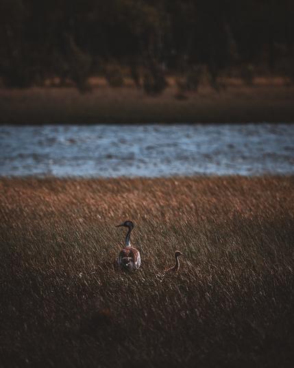 A crane with its chick in tall grass by the water - moody nature shot in warm evening light.
