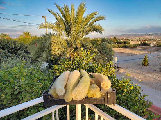A crate full of luffa sponges is balanced on the railing of our terrace and illuminated by the evening sun. Behind it are some lemon and olive trees and a date palm with some houses and a mountain range in the far distance.