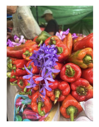 Fotografía de unos chiles morrones o pimentones rojos con una flor color lila entre ellos.
