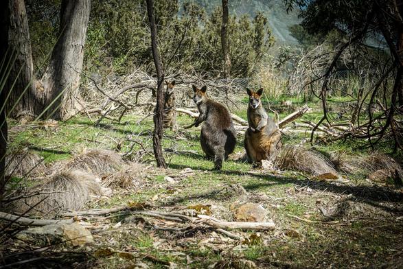 A photograph shows two wallabies in a wooded area. The wallaby on the left is mid-stride, appearing to be walking towards the viewer, while the wallaby on the right is sitting upright with its tail resting on the ground. Both animals have brown fur and are surrounded by dry grass, fallen branches, and the trunks of trees. The background is filled with more trees and vegetation, creating a dense forest environment. Sunlight filters through the trees, casting shadows on the ground and highlighting the wallabies.

Provided by @altbot, generated privately and locally using Gemma3:27b