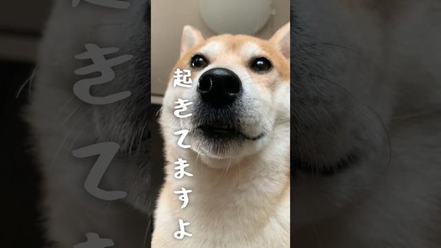 眼力アラームこと柴犬こむぎ #朝活 #モーニングルーティン #三浦半島