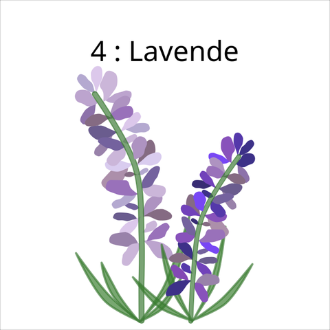 a simple vector drawing of lavender flowers