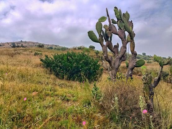 a photo of a landscape in the middle of a hill where there are a pair of cacti, bushes and flowers. It felt very relaxing