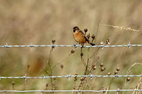 A charming stonechat, likely a female, perches on a barbed wire fence in a field of dry grasses and seed heads. Please visit http://www.lukehaigh.co.uk for more. #Birds #lukehaigh #birdphotography #photography