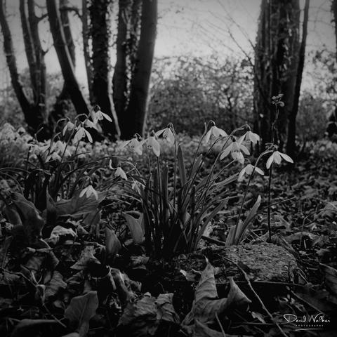 Black and white shot of spring snowdrops in a woodland