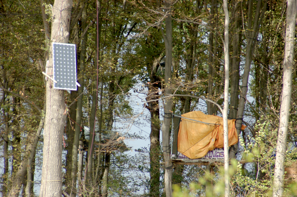 Baumhäuser und ein Solar-Panel hängen zwischen Bäumen im besetzten Sündenwäldchen