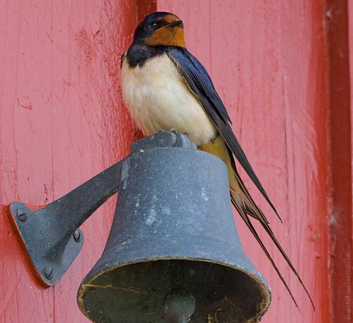 A swallow sits on a bell attached to a red wooden wall.