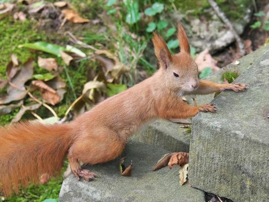 a ginger squirrel, posing