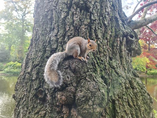 A Squirrel sitting on a burr on the side of a tree, looking towards the camera, probably annoyed that I didn't have any snacks for them