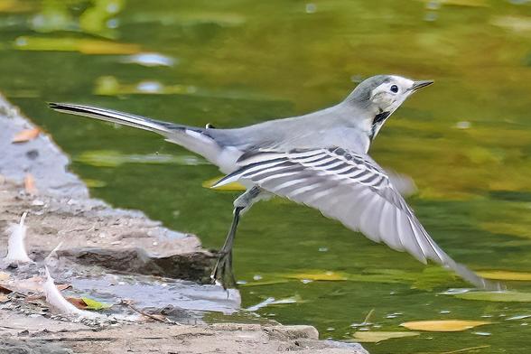 Bachstelze fliegt von dem mit Steinen befestigten Ufer des Sees weg. Ansicht auf die Seite mit ausgebreiteten Flügeln.