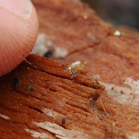 An extreme close-up photo of a tiny snail with a translucent orange shell crawling across reddish wood. The snail's eyestalks are out, and it is turning around in its movement. There is a large human finger to the left, providing a sense of the snail's small scale.
