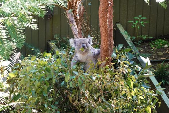 A koala is hanging onto the trunk of a tree amongst a bushel of leaves strapped to it.  A eucalyptus leaf is hanging out of his mouth, and his face looks like he's been having a rough day.