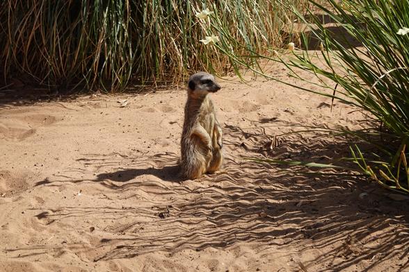 A meerkat stands upright on a sandy surface.  He stands watch, looking for the enemy that will never come.