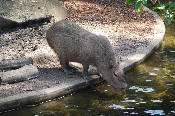 A capybara stands at the edge of the water.  He peers at his reflection before taking a sip and ponders whether he should go for a swim (he did).