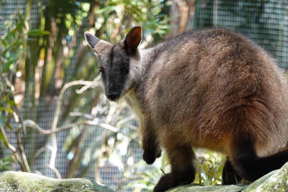 A brush-tailed rock-wallaby is perched atop some rocks (who could have guessed).  He looks over his shoulder, back towards the camera, as though he is a trained model.